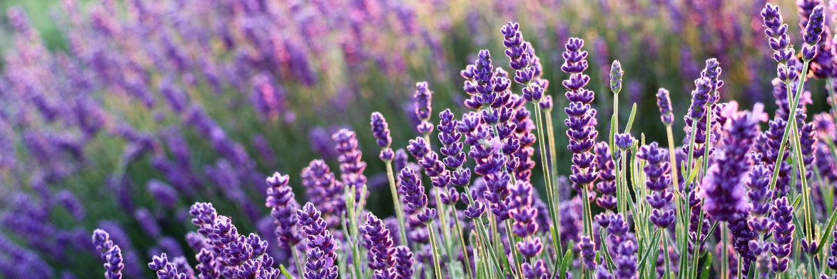 Ätherisches Öl des Monats Juni: Lavendel